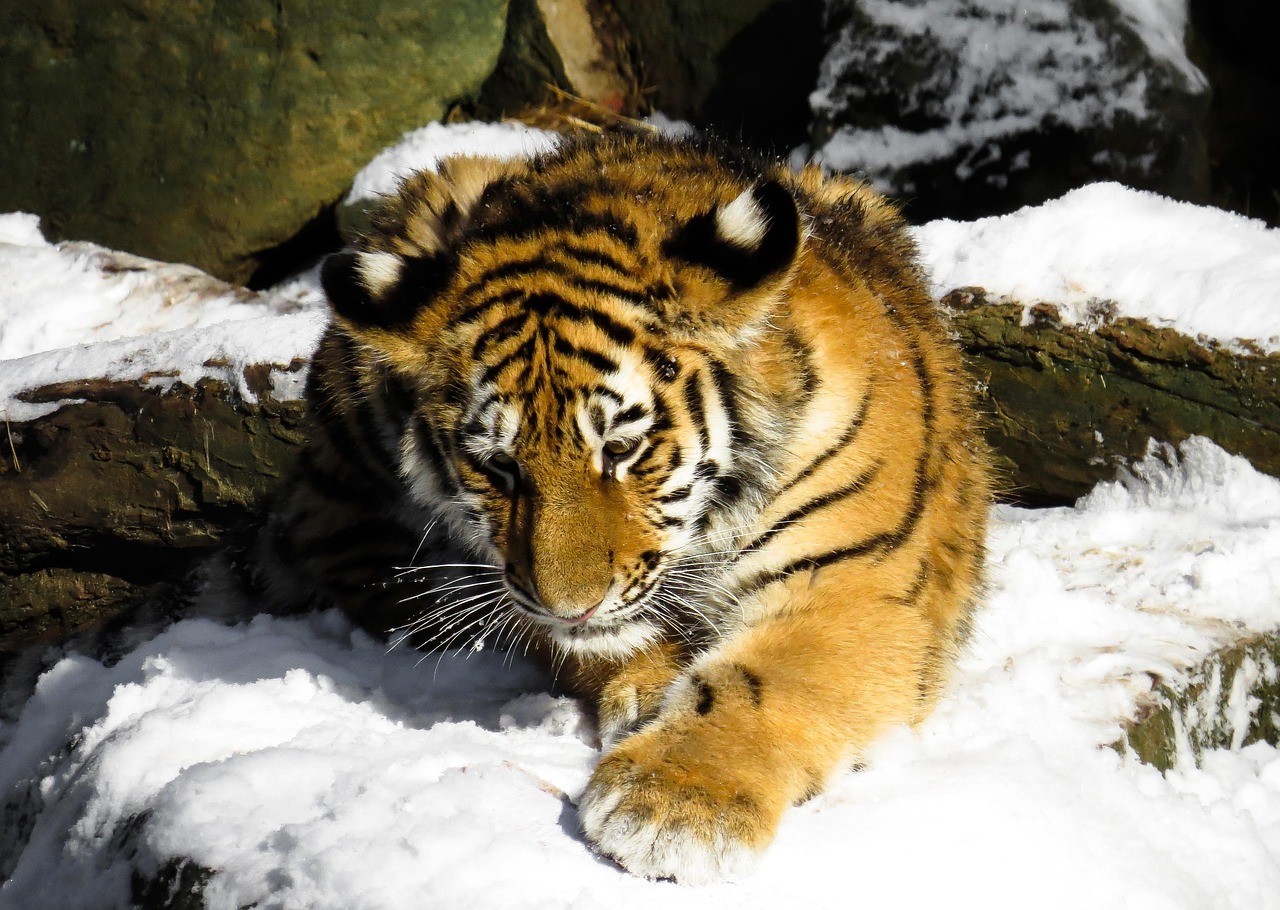 新澳最精准正最精准龙门客栈：龙、鼠、猪、狗中