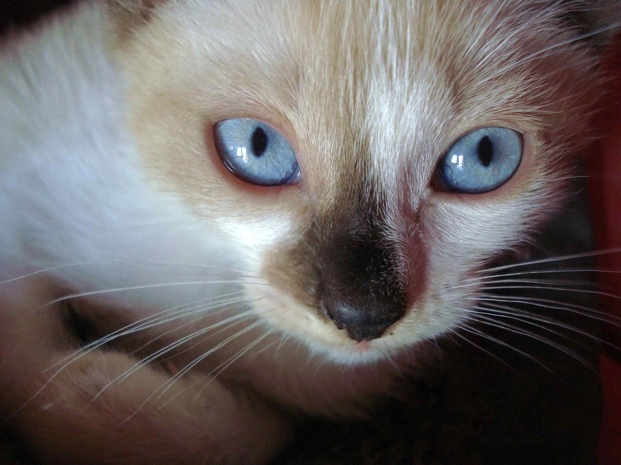 猫鼠游戏电影下载，视觉盛宴的追寻与独特体验