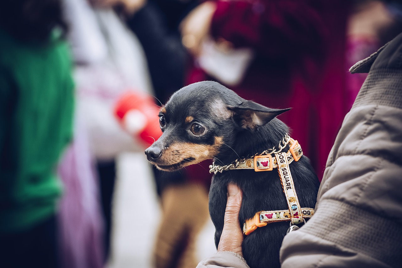 技艺与情感的较量，精彩纷呈的训犬比赛与驯犬大赛