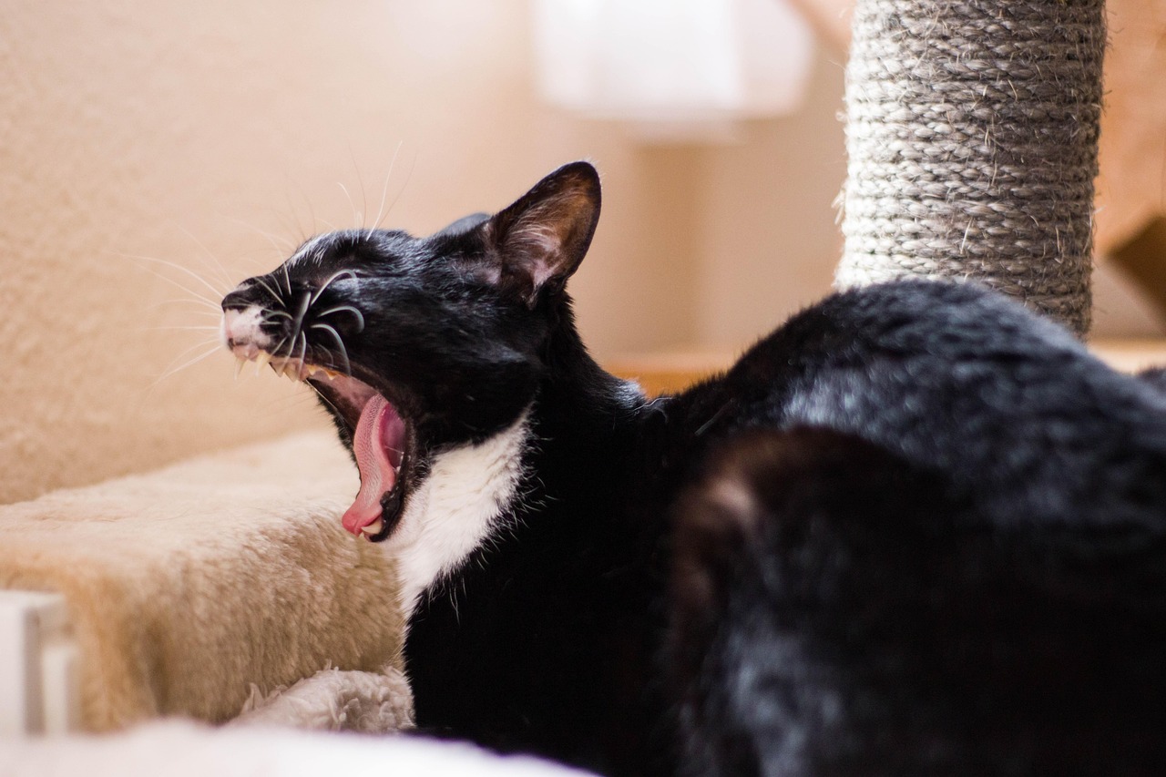 布偶猫比赛，展现猫咪魅力与风采的舞台