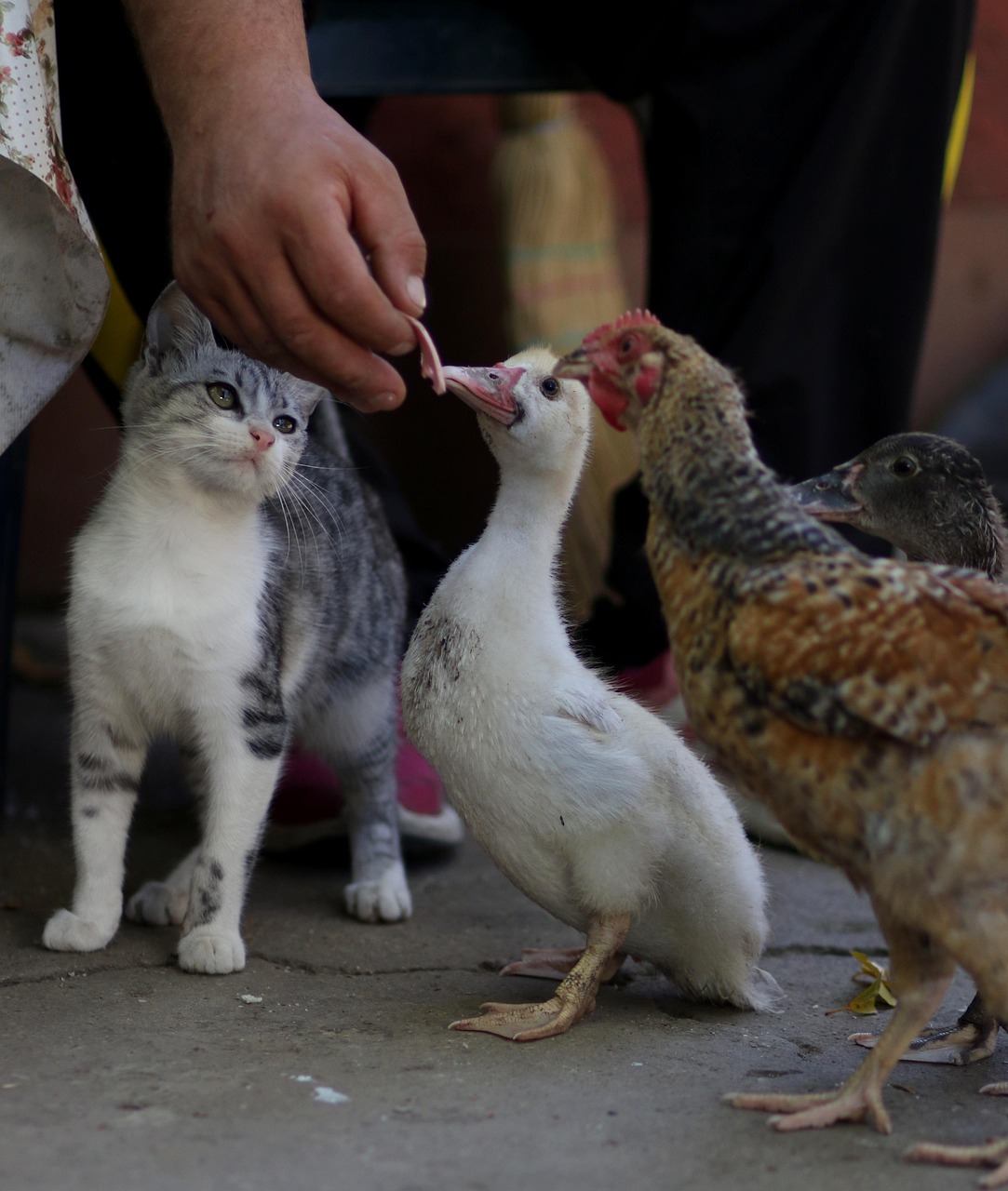 猫咪食品最新评测，品质与口味的双重关注报告揭秘！