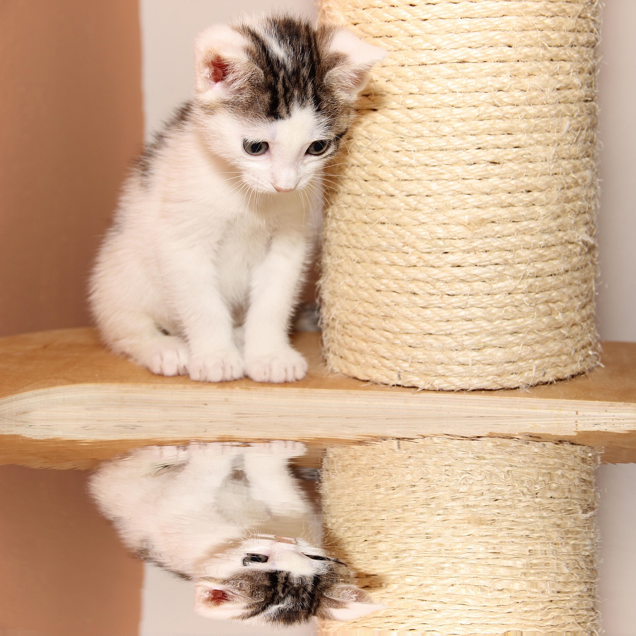 最新Kitty猫卡通图集，魅力视觉盛宴