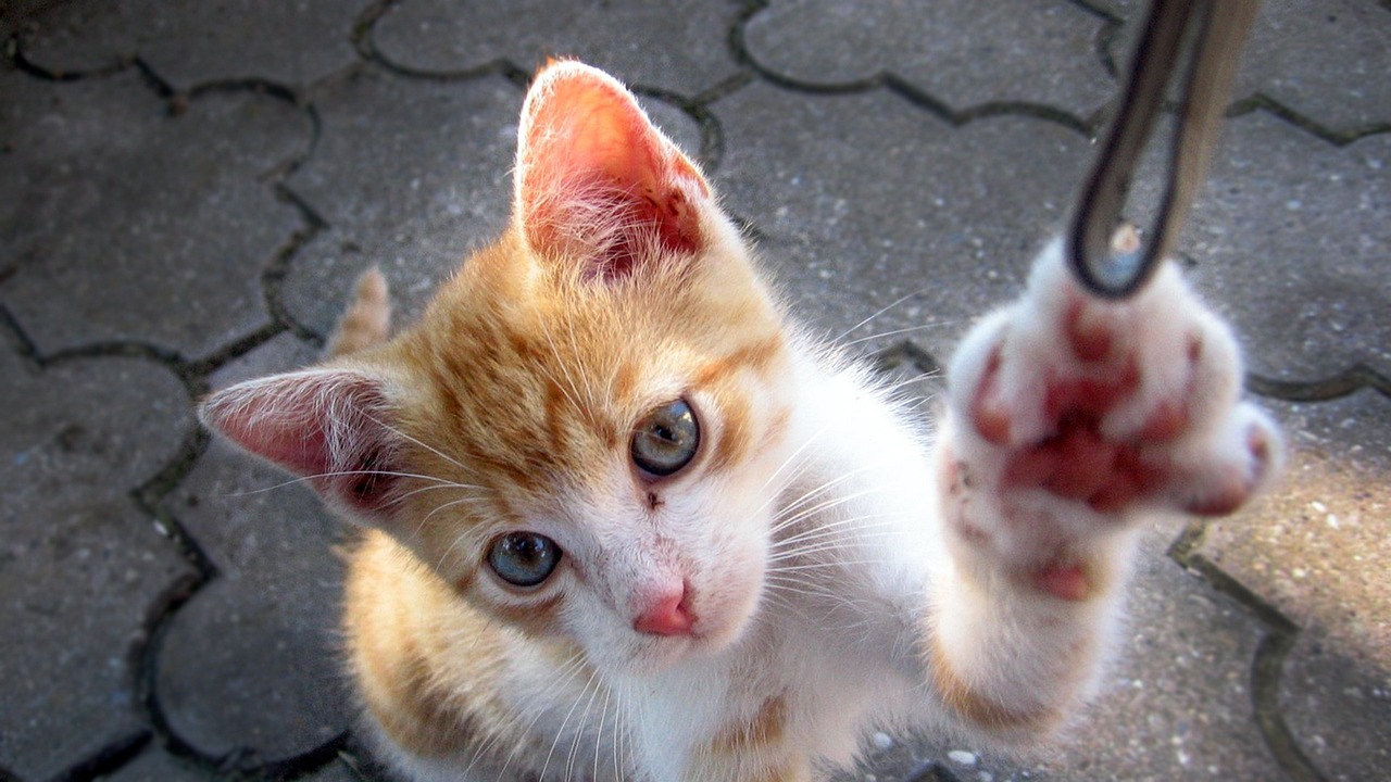 YY主播小白龙的最新动态,探索成长之路