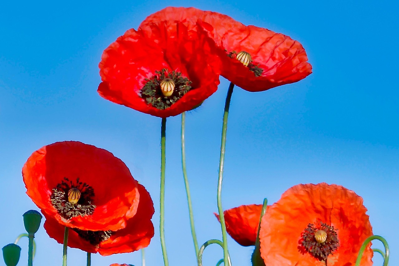 杨澜微博新动态,引领时代风潮,传递正能量之声