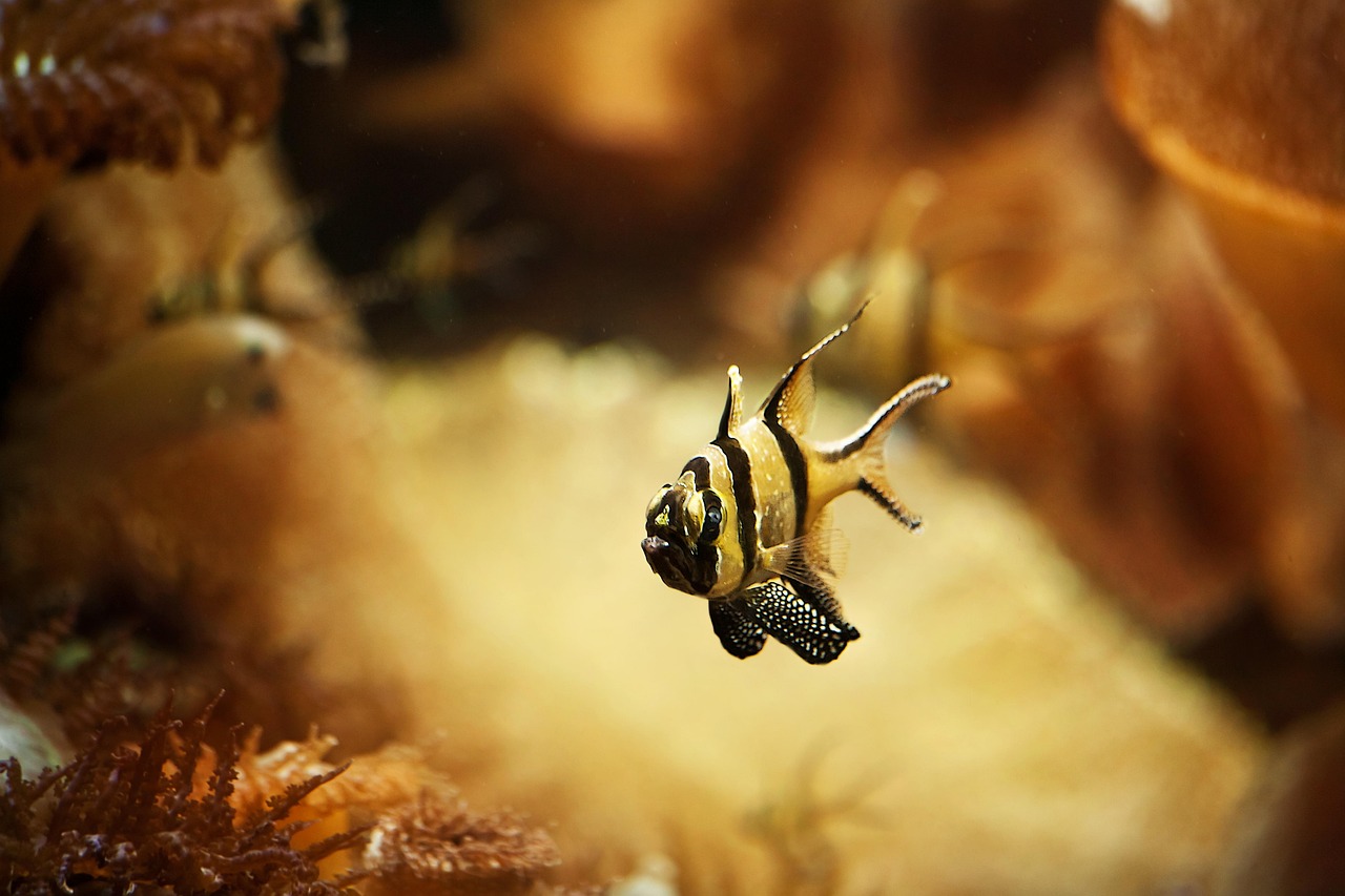 探索未来水族新领域，最新派鱼的奇幻之旅
