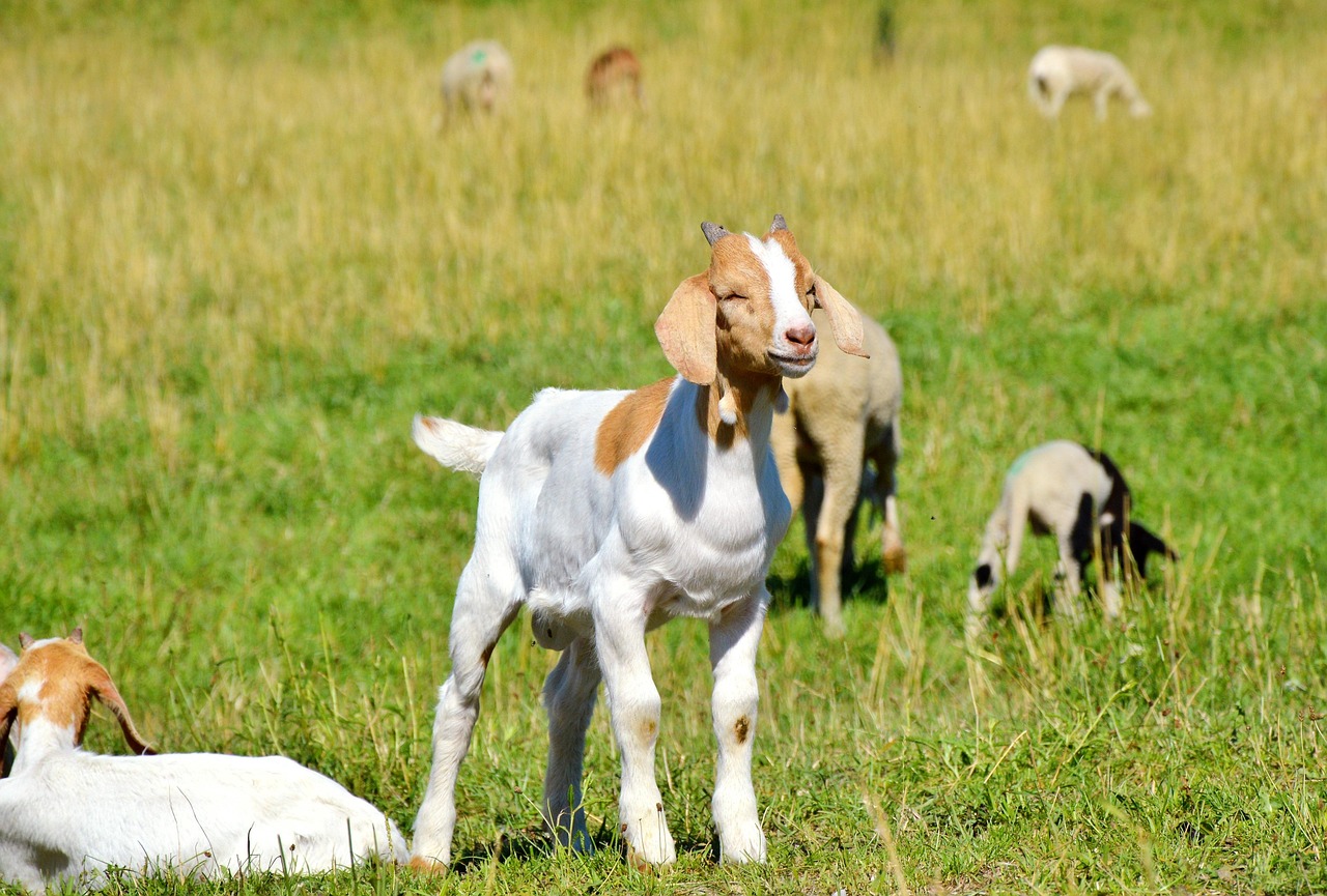 乌金猪养殖全新指南,最新教程与技巧