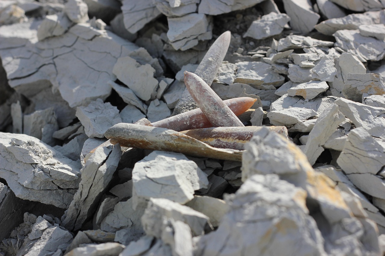 政才最新动态,展现新时代领导风采的卓越领导力