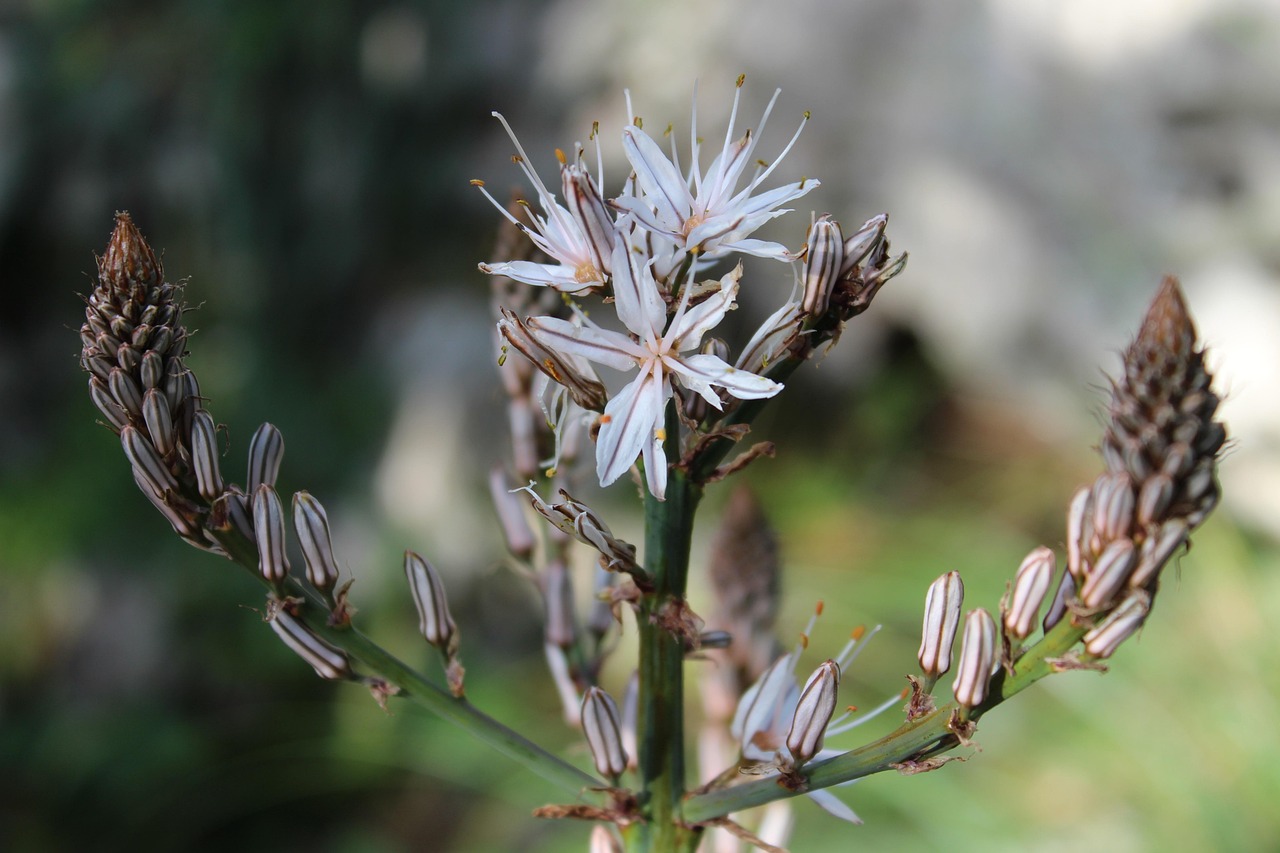 法国疫情最新动态,挑战与应对策略