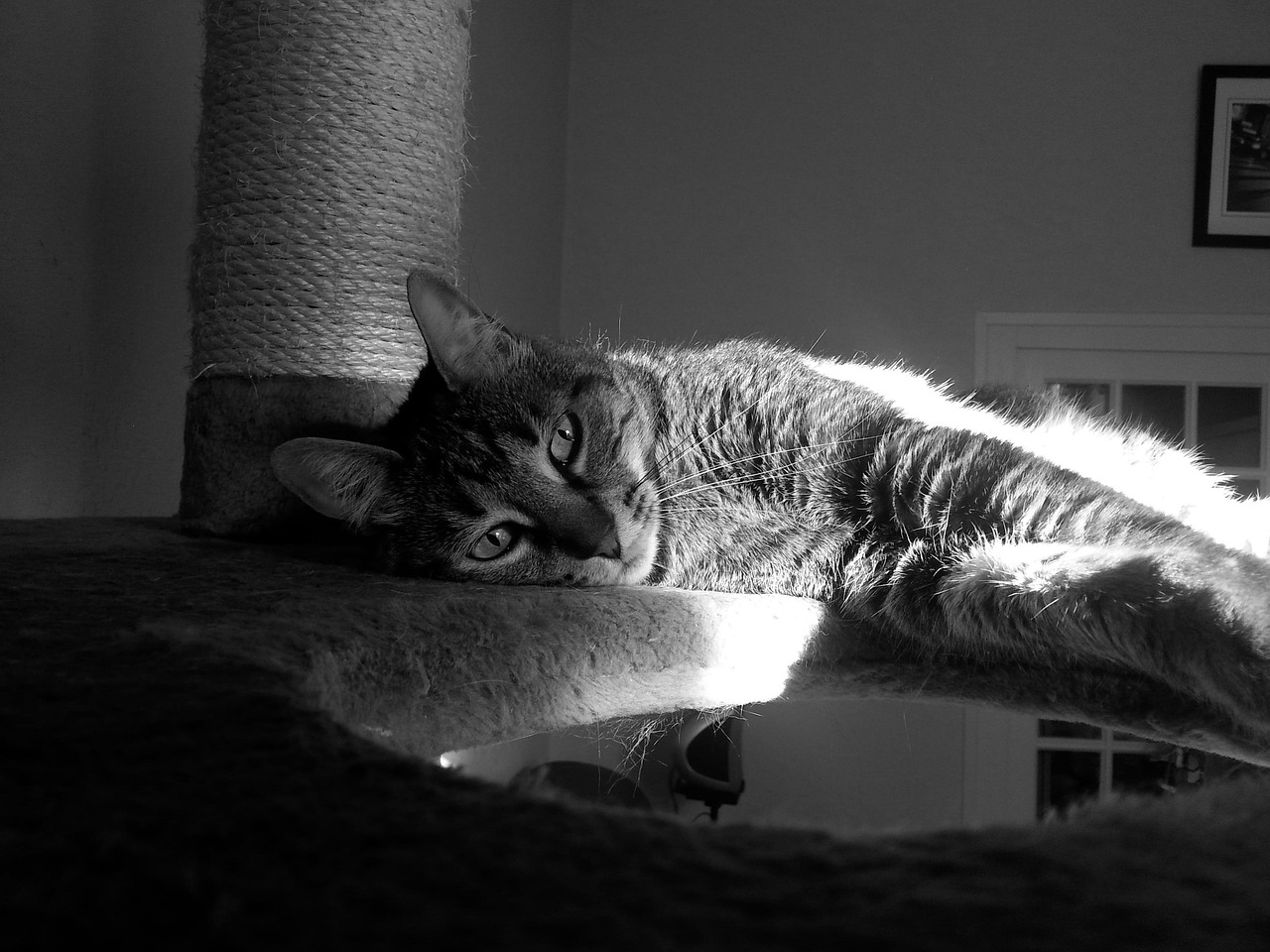 动漫猫男头像,流行文化的独特魅力与深层含义探索