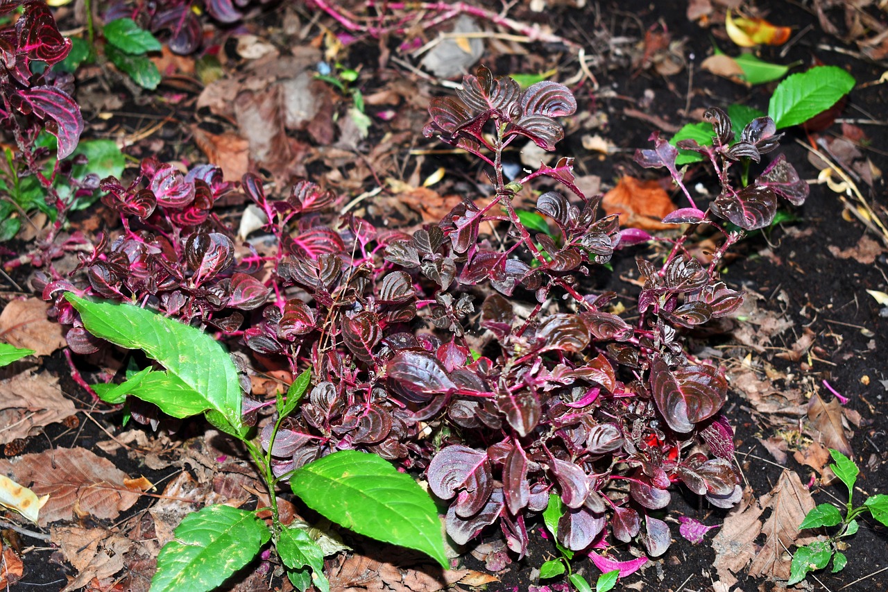 白术最新行情及深度分析