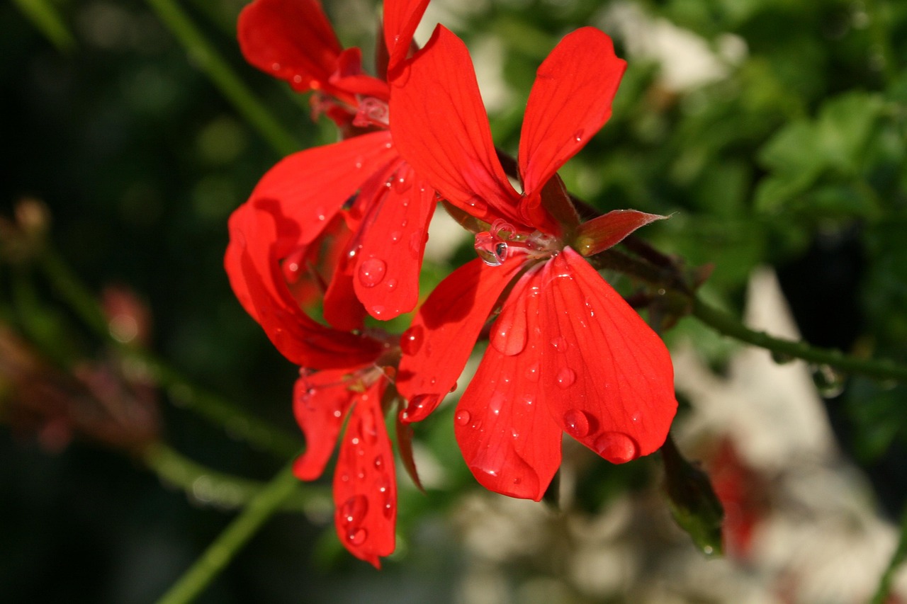 枫卡伦新动态,引领时尚潮流的新力量巨头