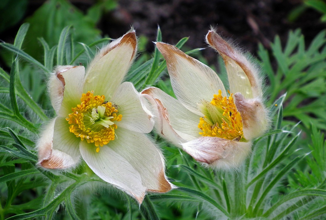 鲜花市场行情深度分析
