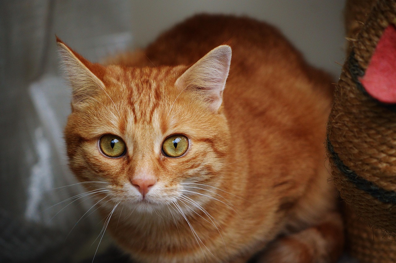 猫比赛全程指南,从准备到展示的步骤与技巧