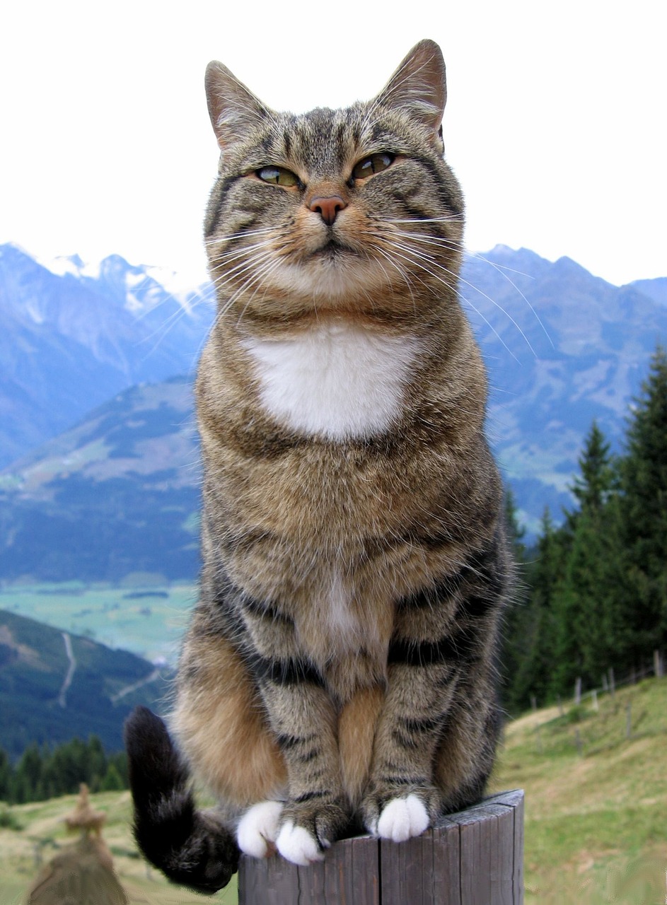 探索猫咪的二次元魅力,动漫头像赏析