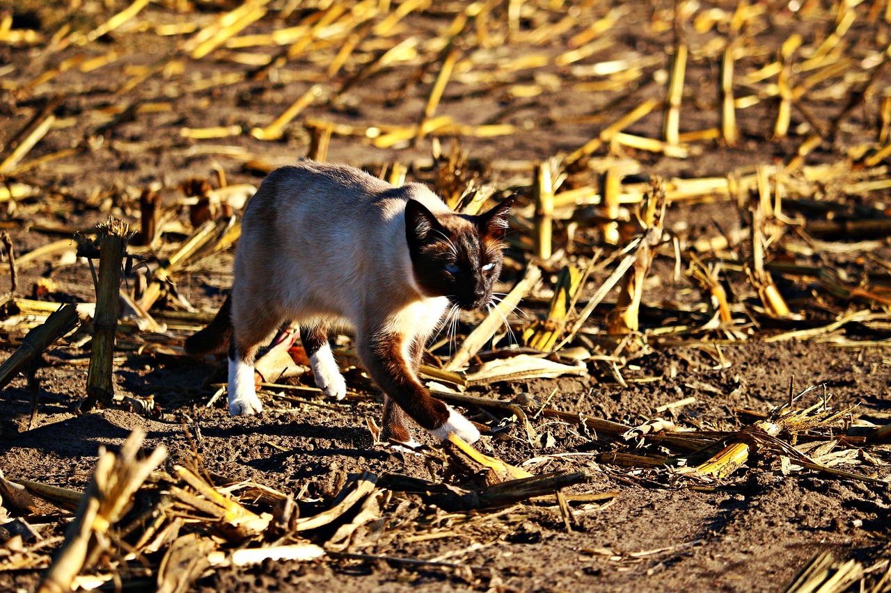 黄金现货实时行情解析,洞悉市场动态与投资策略
