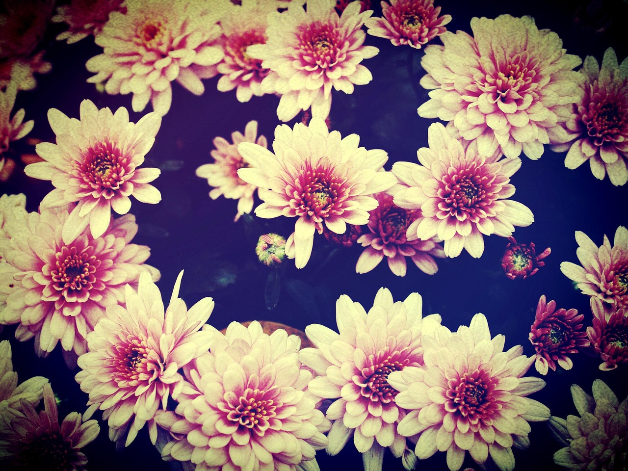 搞笑动漫头像,二次元世界中的一抹笑意,乐趣无穷