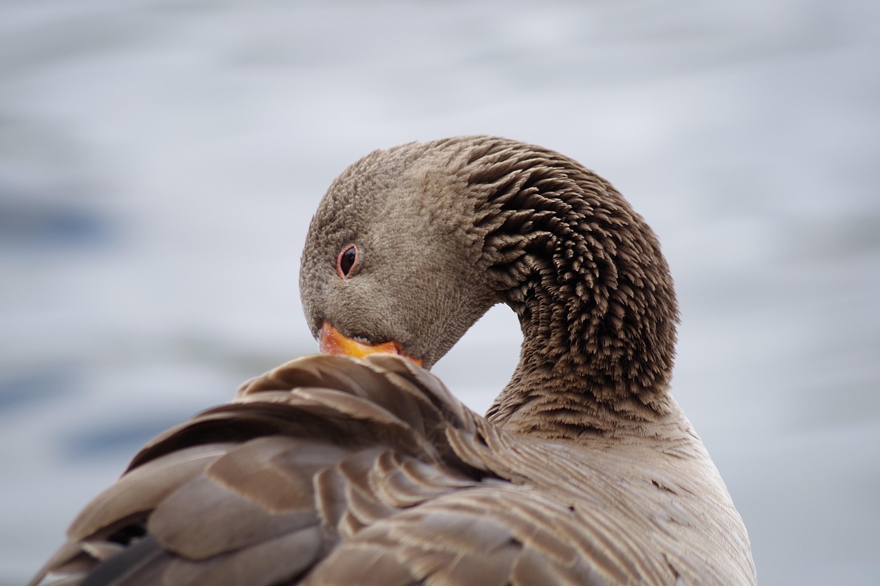 龙湖镇西部最新动态揭秘
