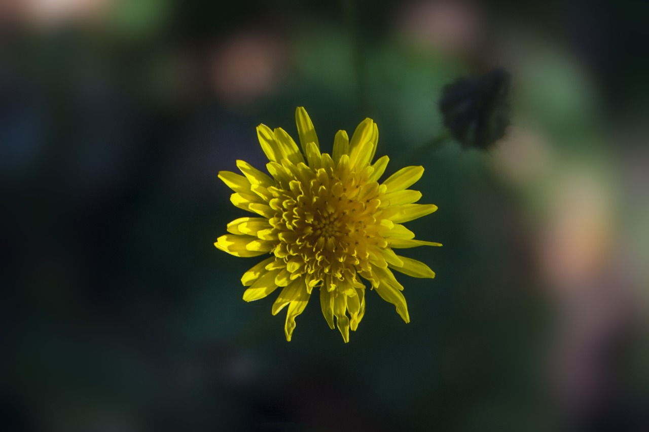 汉沽世嘉花园最新售价及动态分析概览