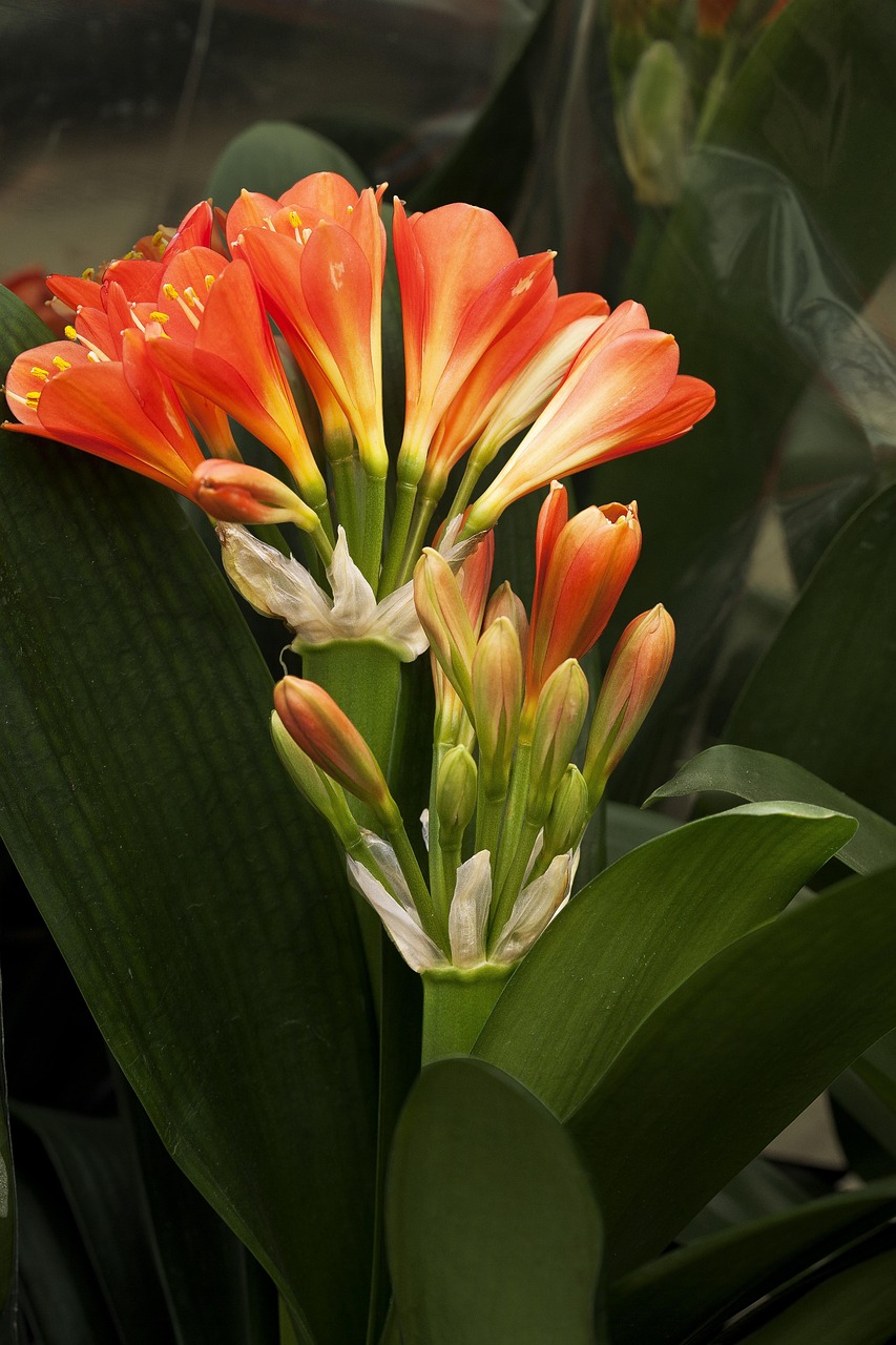 最新兰花,展现魅力与独特性的绝美花卉