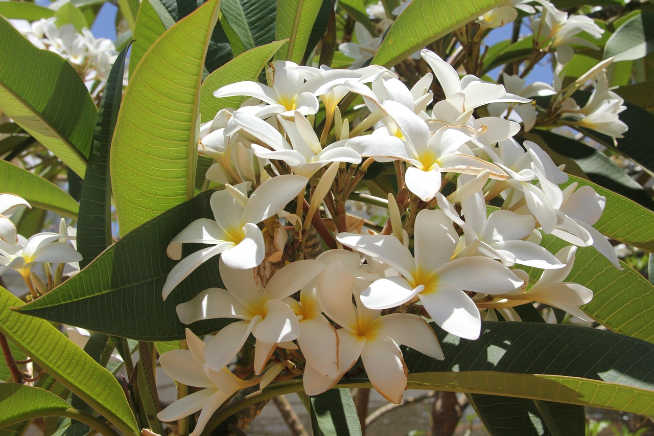 最新兰花,展现魅力与独特性的绝美花卉
