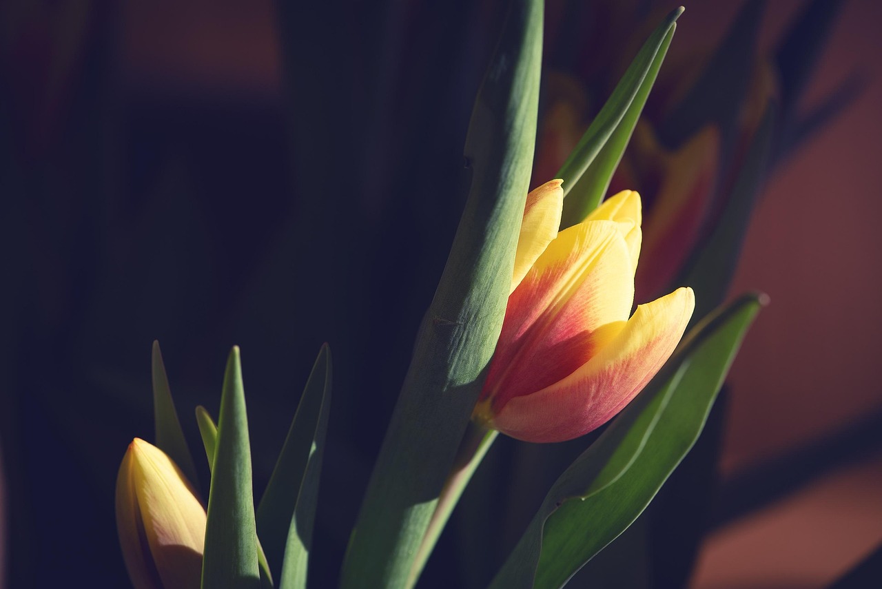 翡翠恋人电视剧,情感与命运的交织之美,展现翡翠的恋人之恋。