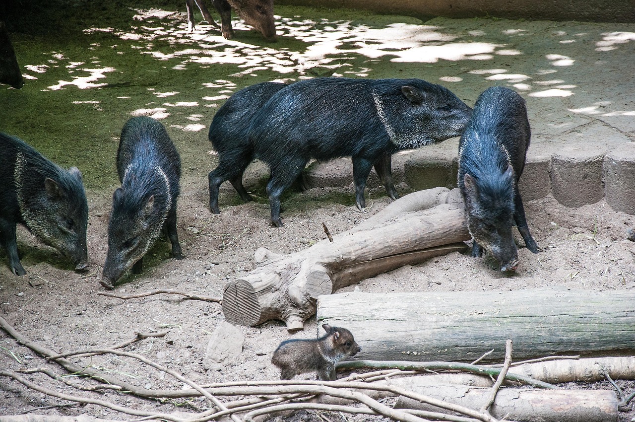 猪性行为最新视频,揭秘动物行为奥秘