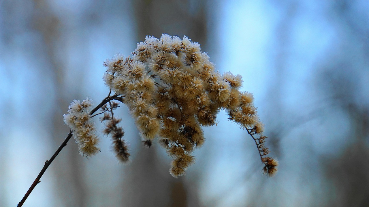 小成成的成长之路,最新动态与未来展望