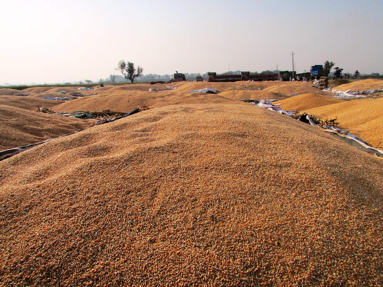 今日玉米价格行情分析与最新动态报告