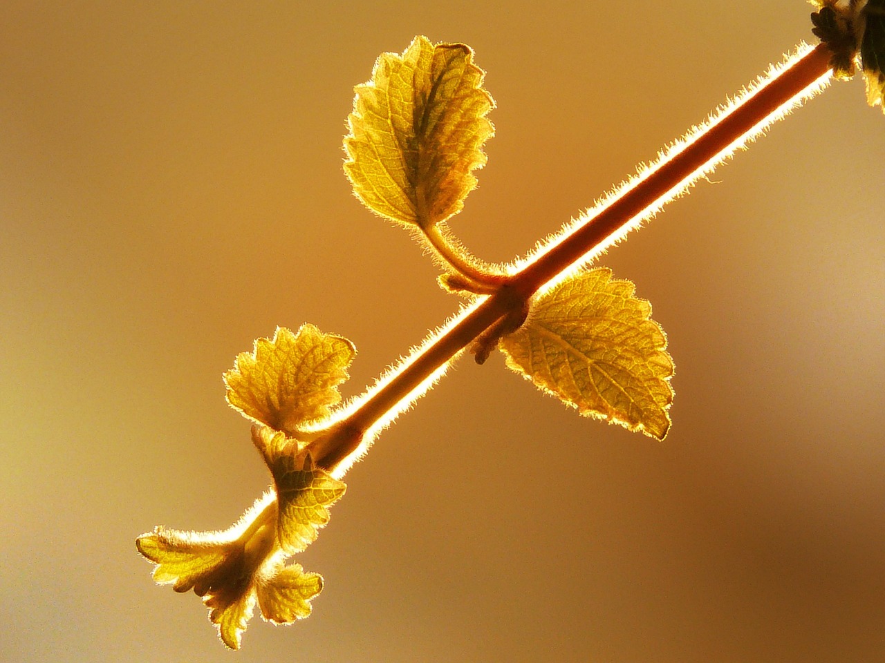 黑莓手机最新资讯概览,最新动态与技术特点解析