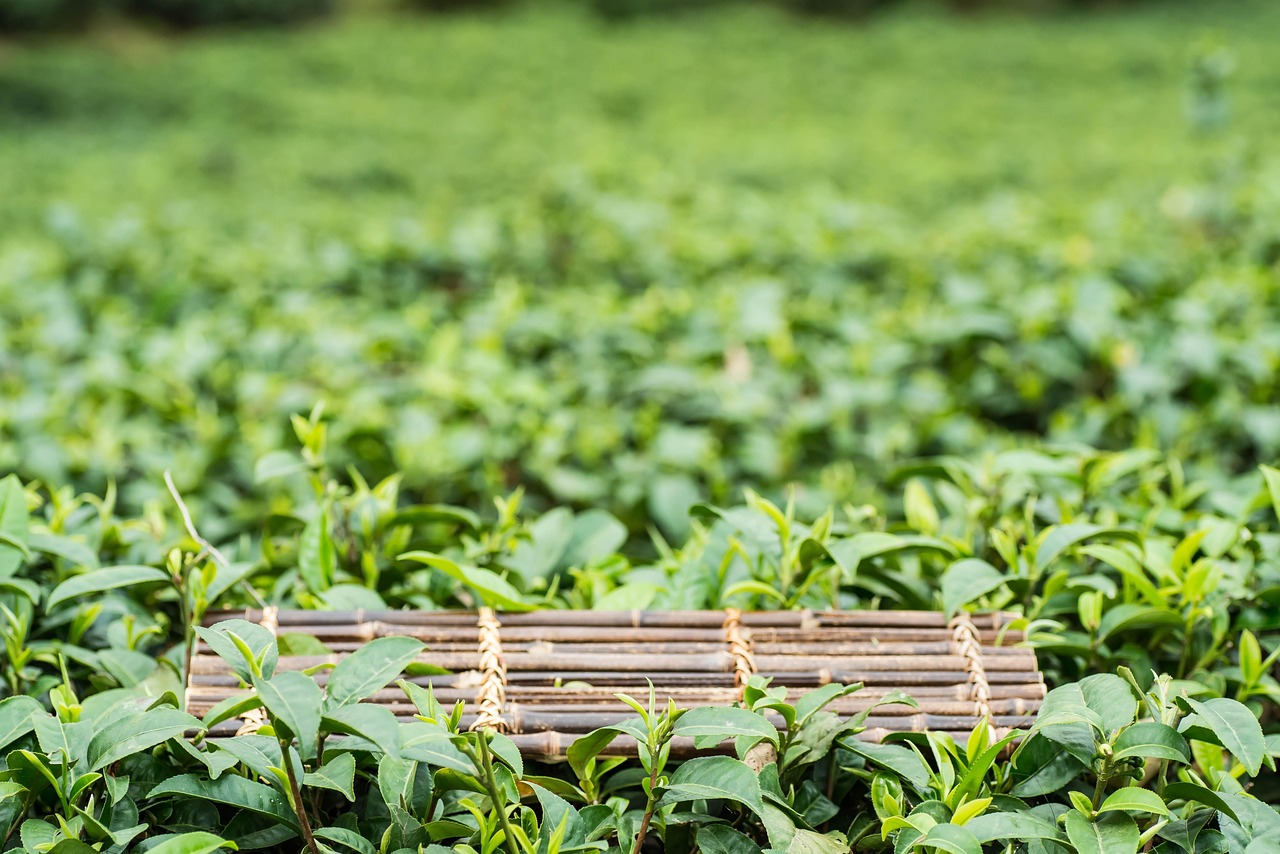 日春茶叶上市,品味春天的独特韵味,享受茶的盛宴