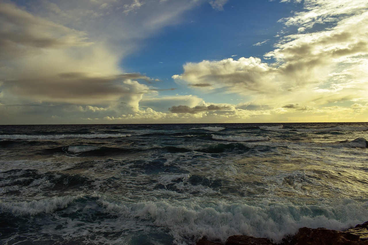 东北高粱最新价格动态及分析