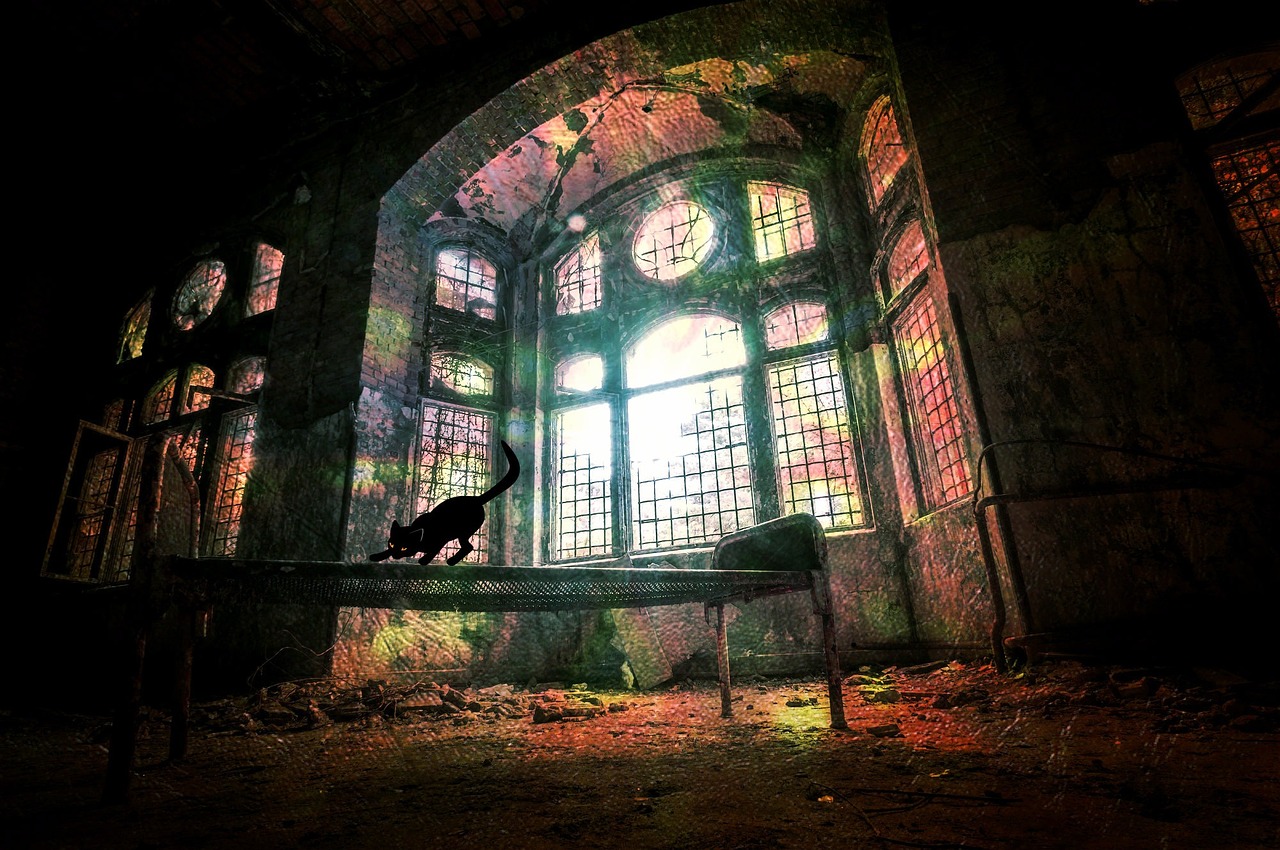 西安猫咪最新动态,城市萌宠风情与关爱举措