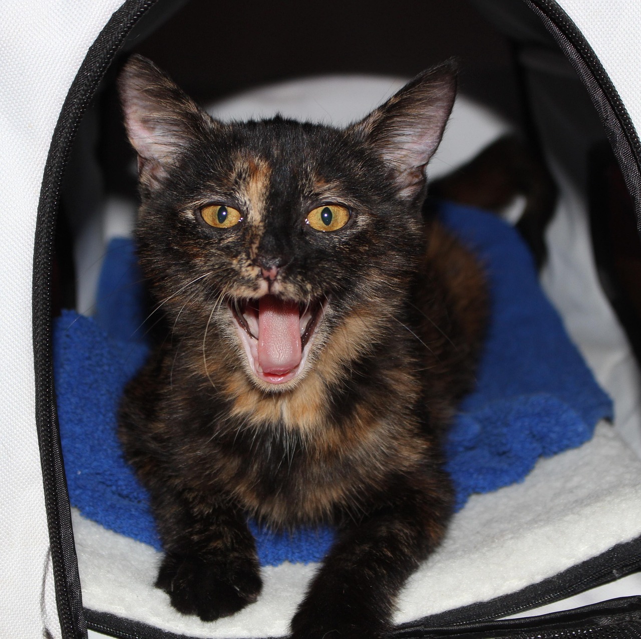 猫咪网页更新,探索猫奴们的新天地之旅