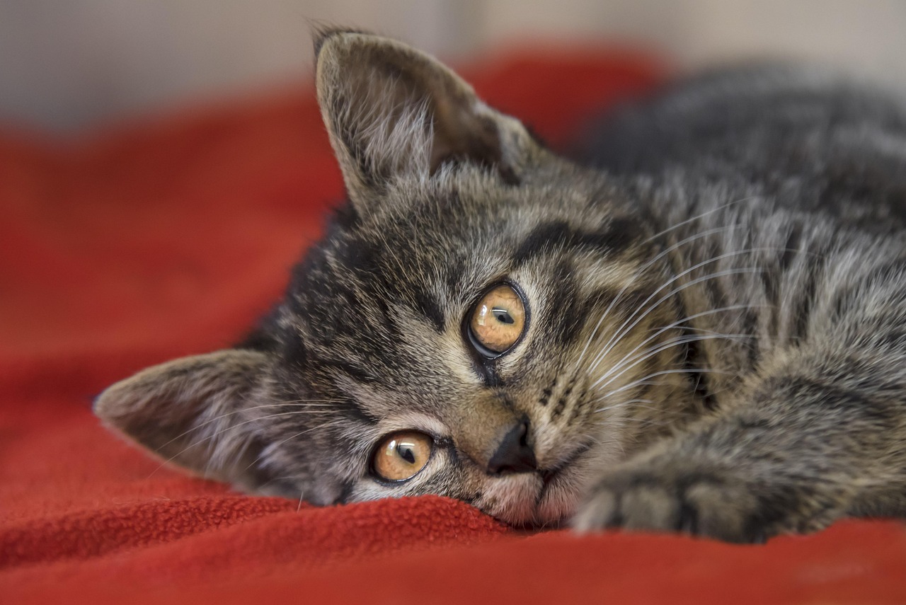 猫咪网页更新,探索猫奴们的新天地之旅