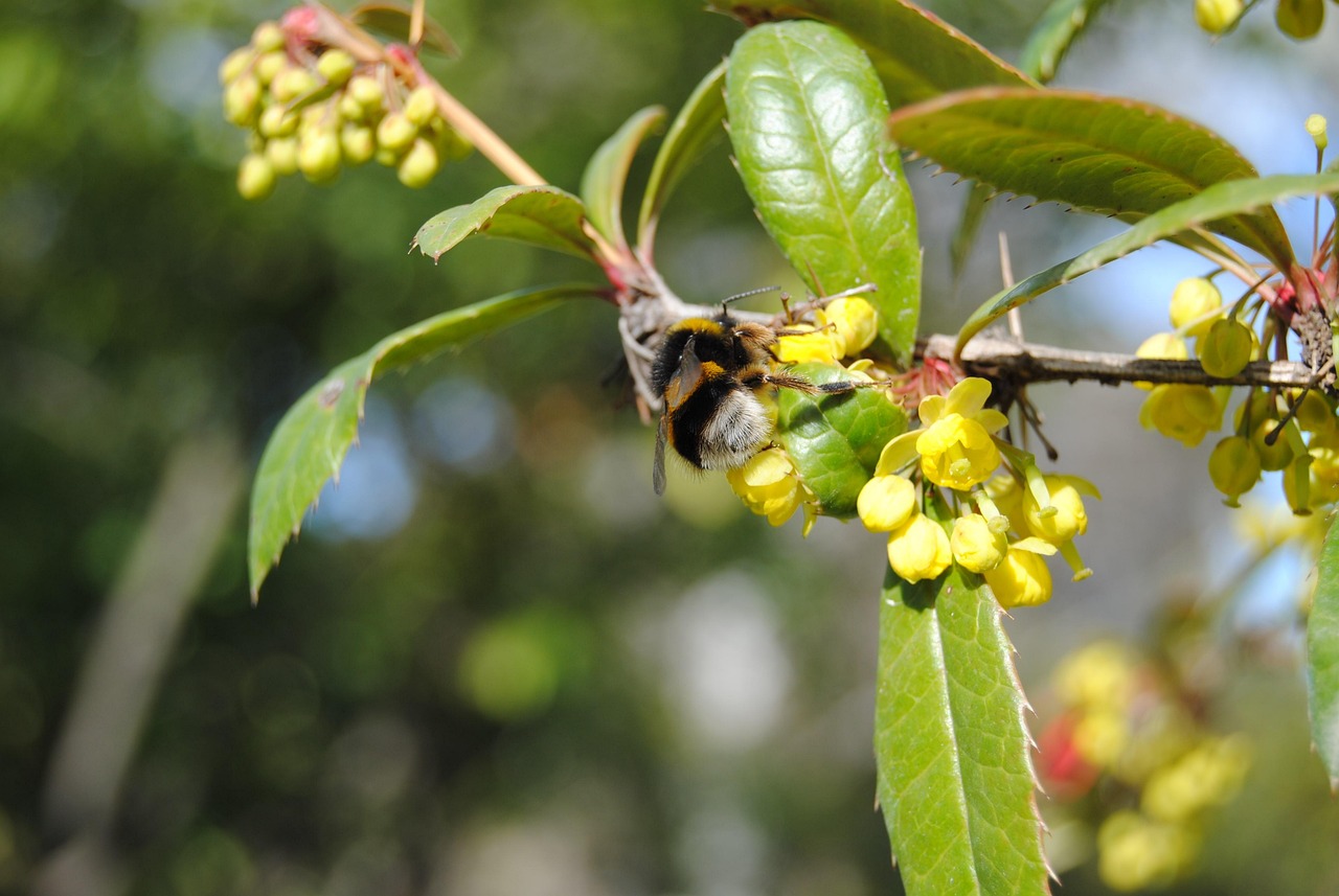 聊城莲湖花园最新房价动态及趋势分析