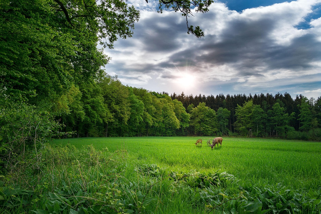 柳州车市动态行情深度解析报告