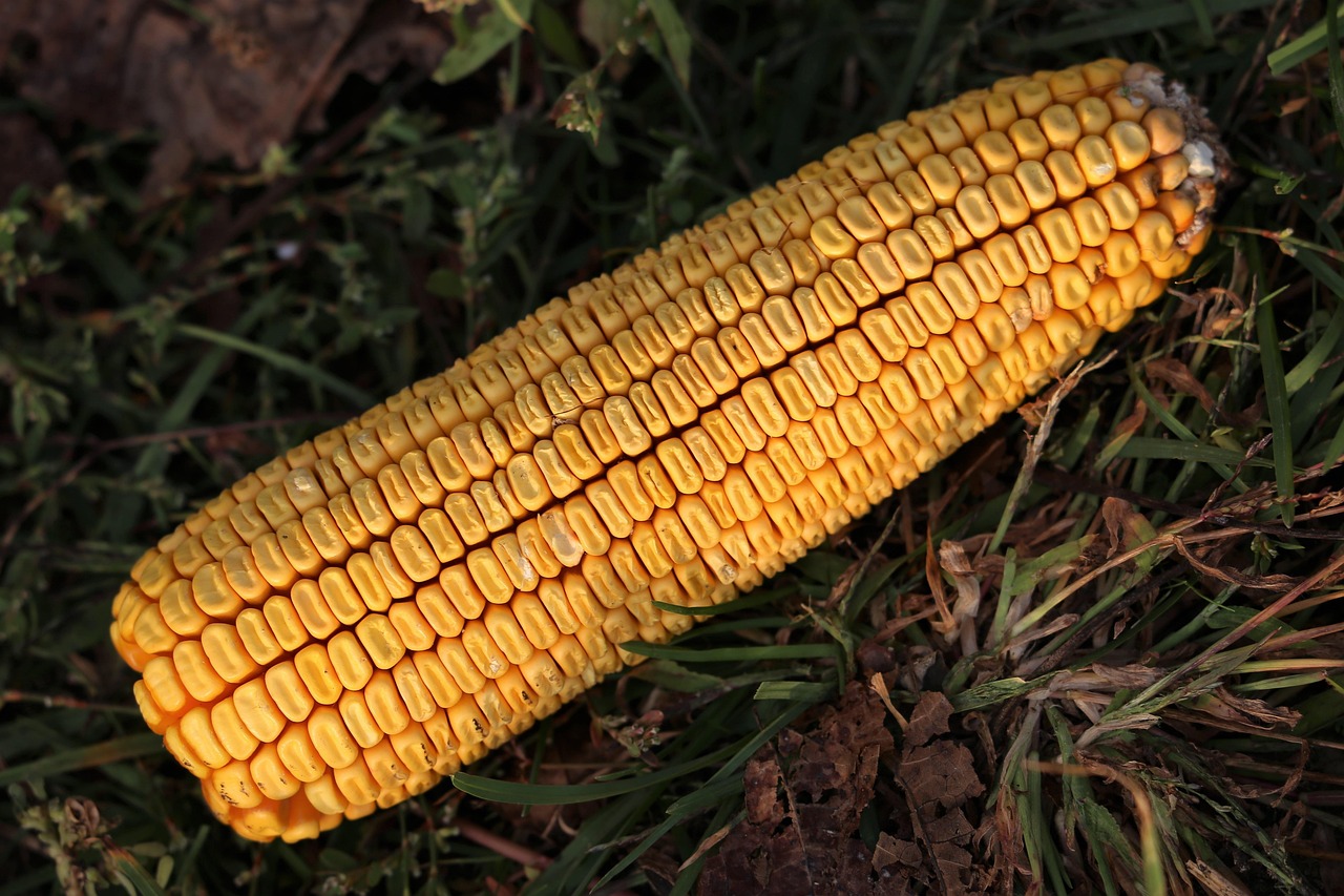 今日玉米价格行情走势分析与预测