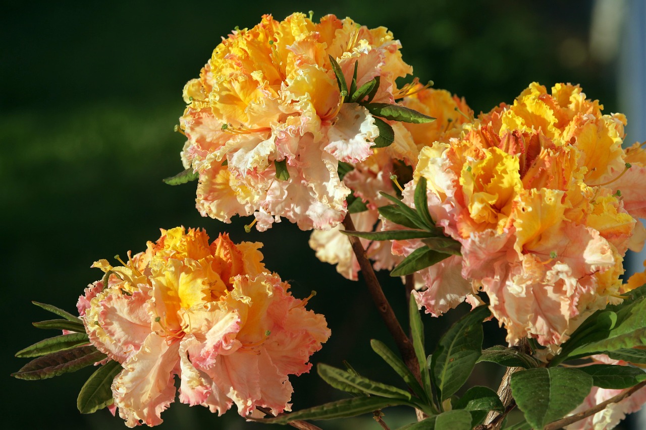 新沂康城府邸最新动态揭秘,未来生活的美好蓝图