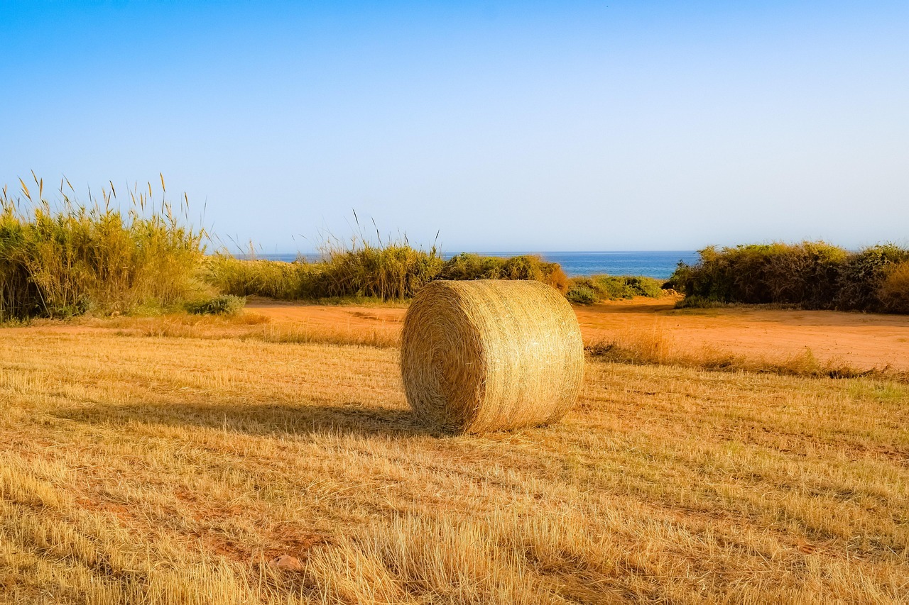 长粒水稻最新价格行情及分析