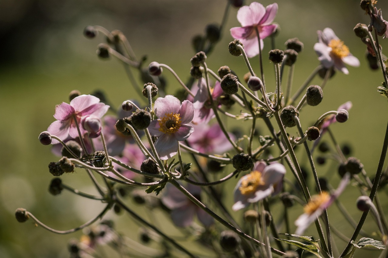 最新台风13号动态,影响及应对策略分析