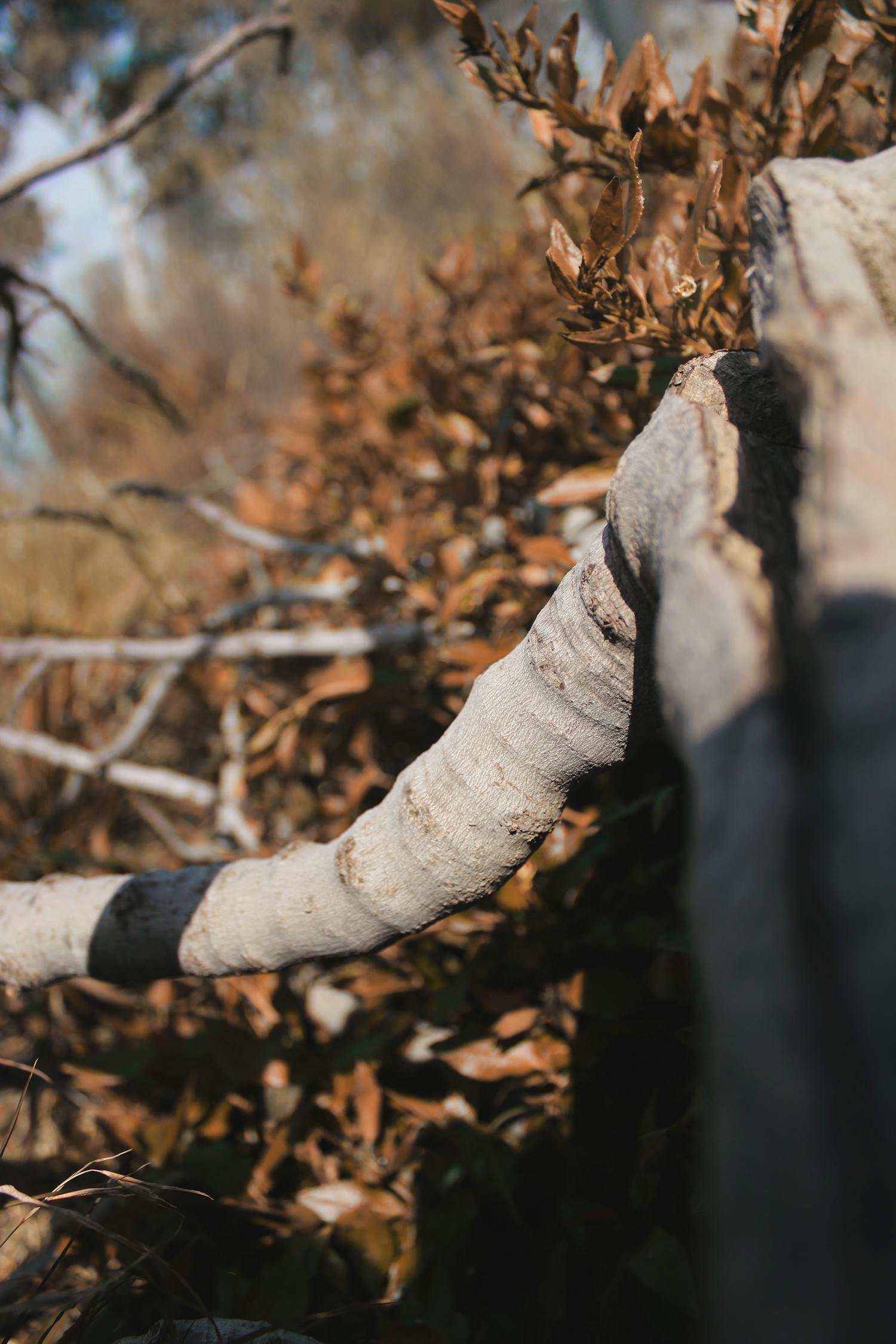 电影秘密花园,唤醒心灵深处的自然力量