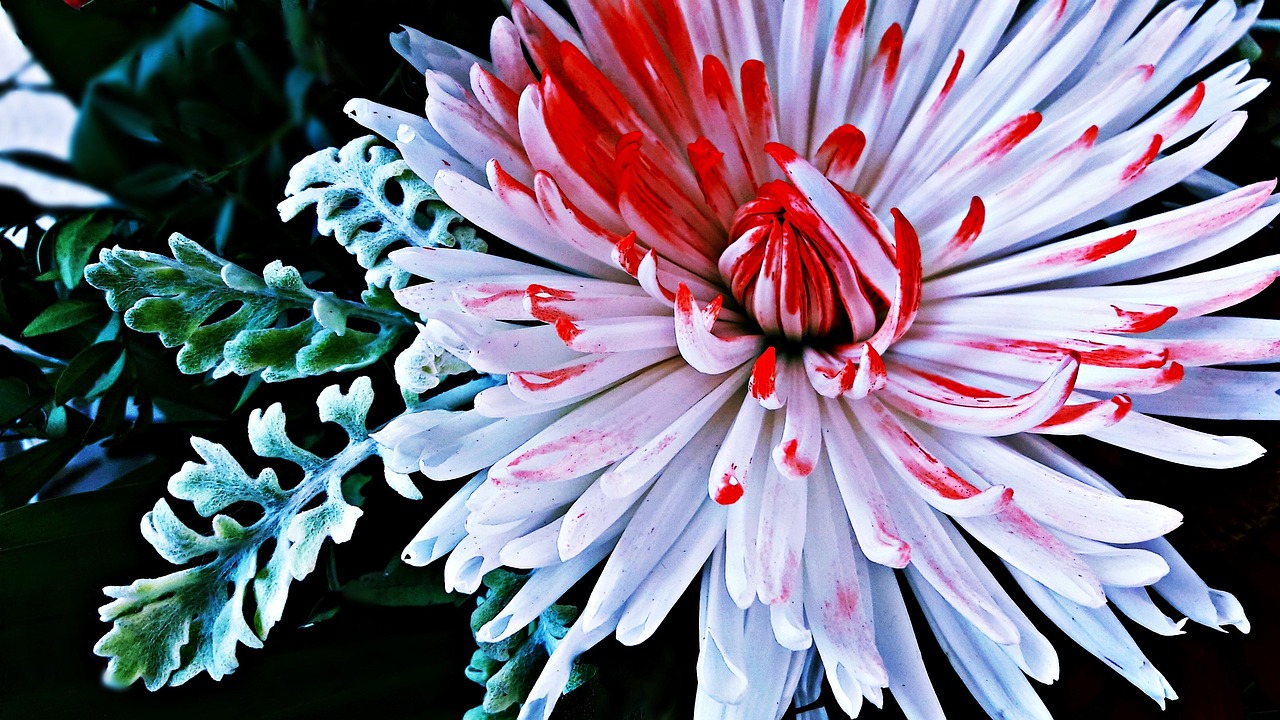 鲜花动漫图片,绽放之美与艺术融合之韵