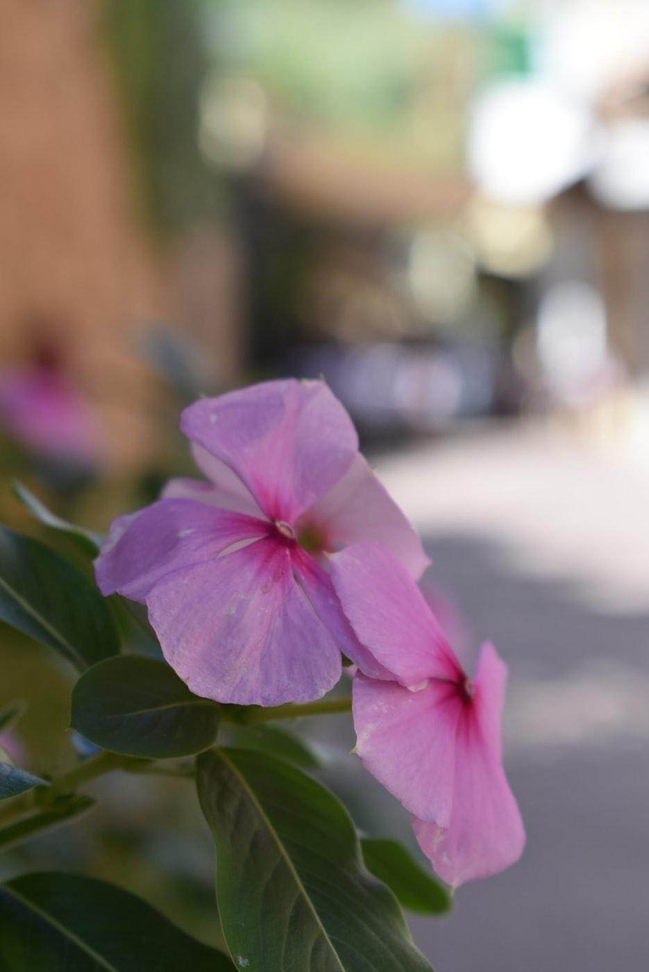 鲜花动漫图片,绽放之美与艺术融合之韵