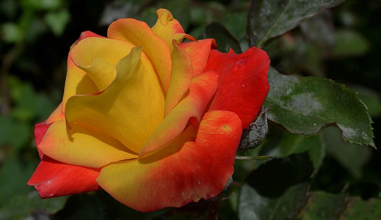 上虞天香南园最新动态,园林艺术与自然和谐之美的绽放