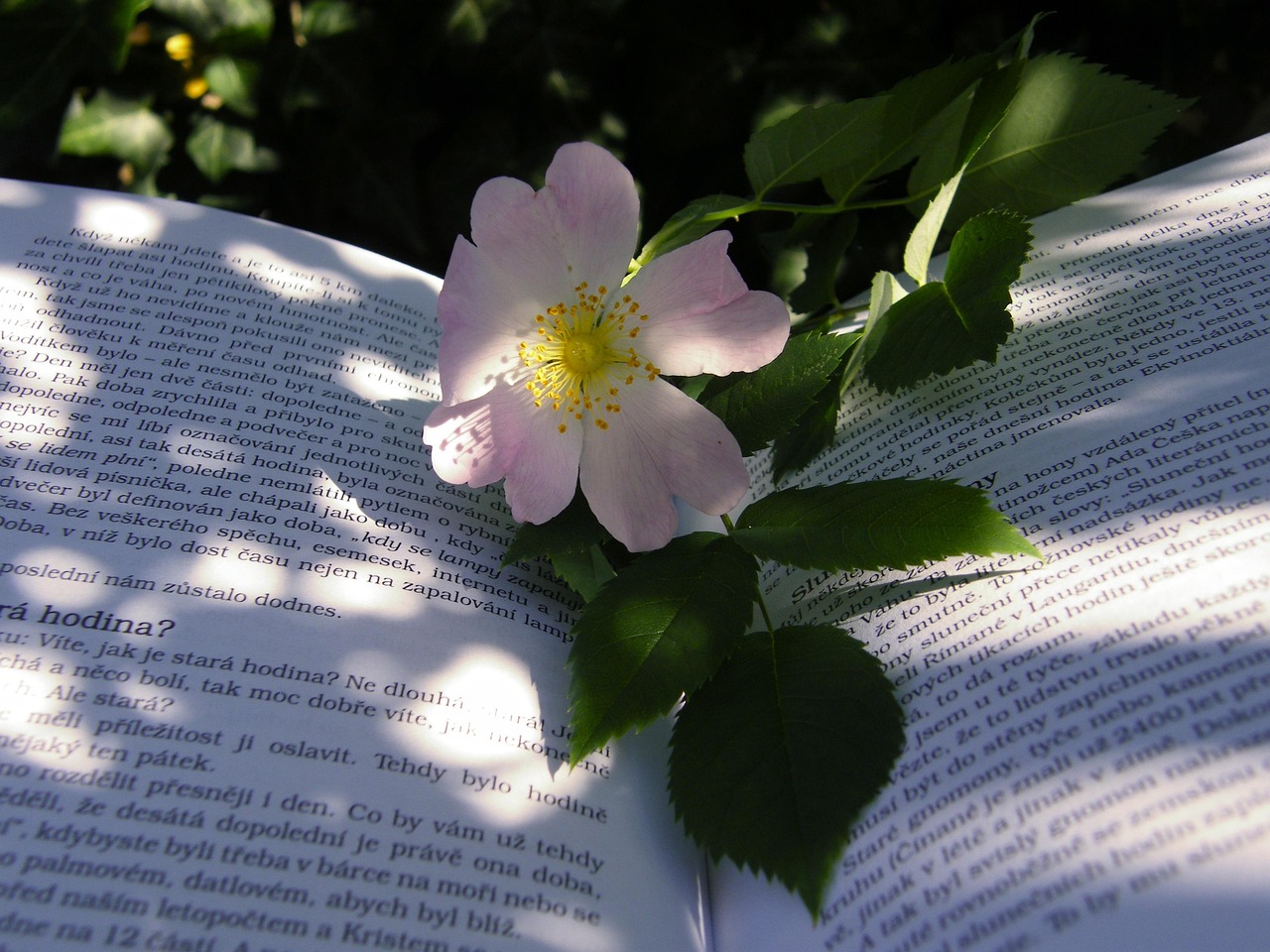 日本电影中的百合之美,绽放的艺术之花