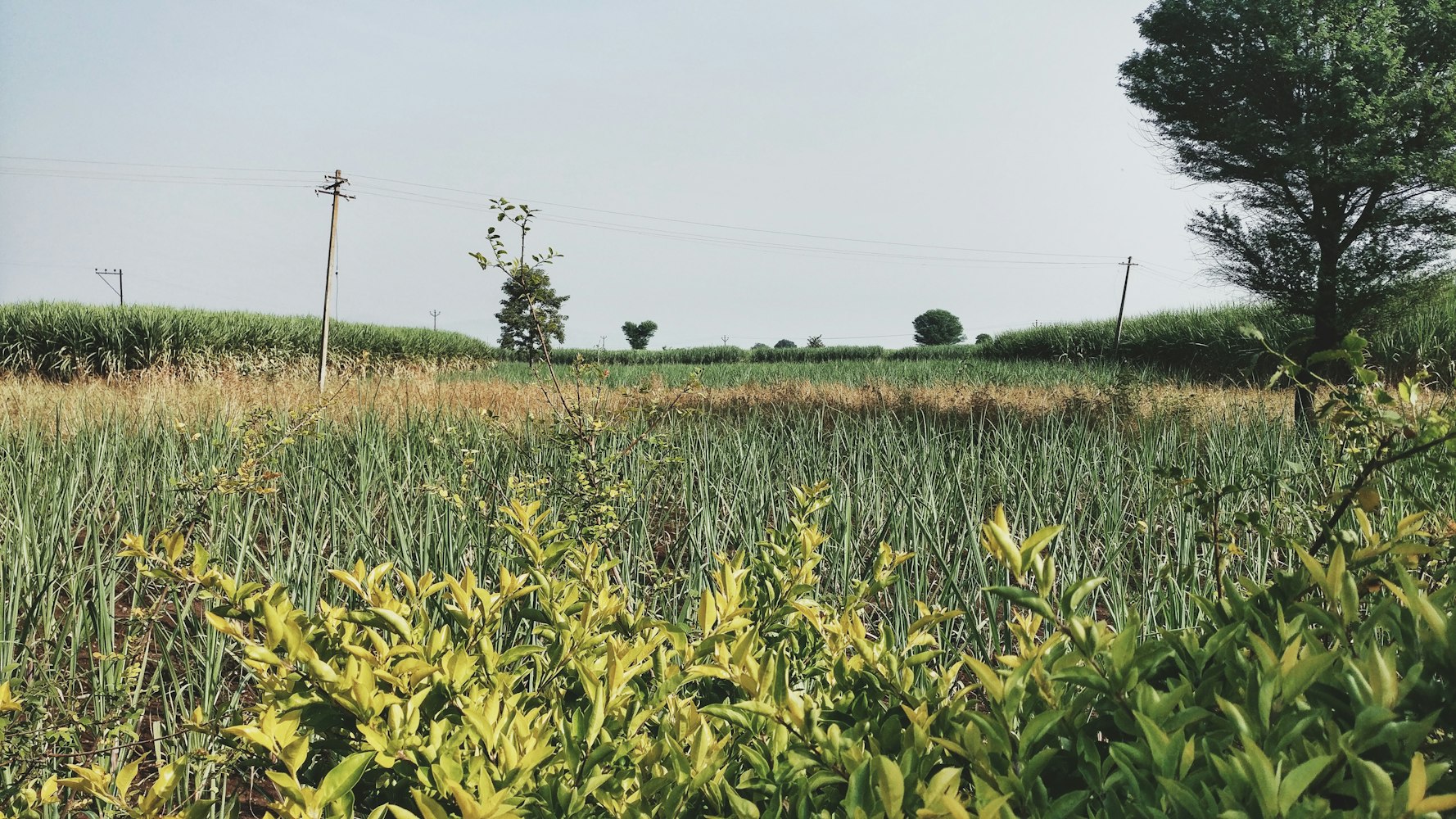 百果园上市,开启水果零售行业新篇章