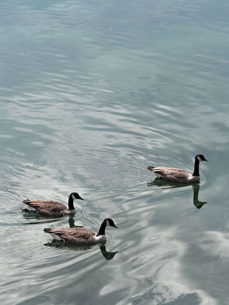 锡山区鹅湖镇最新职位招聘信息及动态更新
