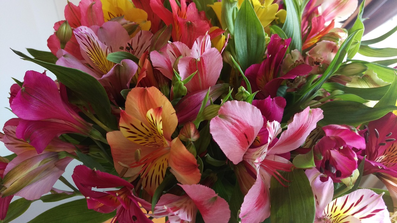 牡丹角行情深度解析与未来前景展望