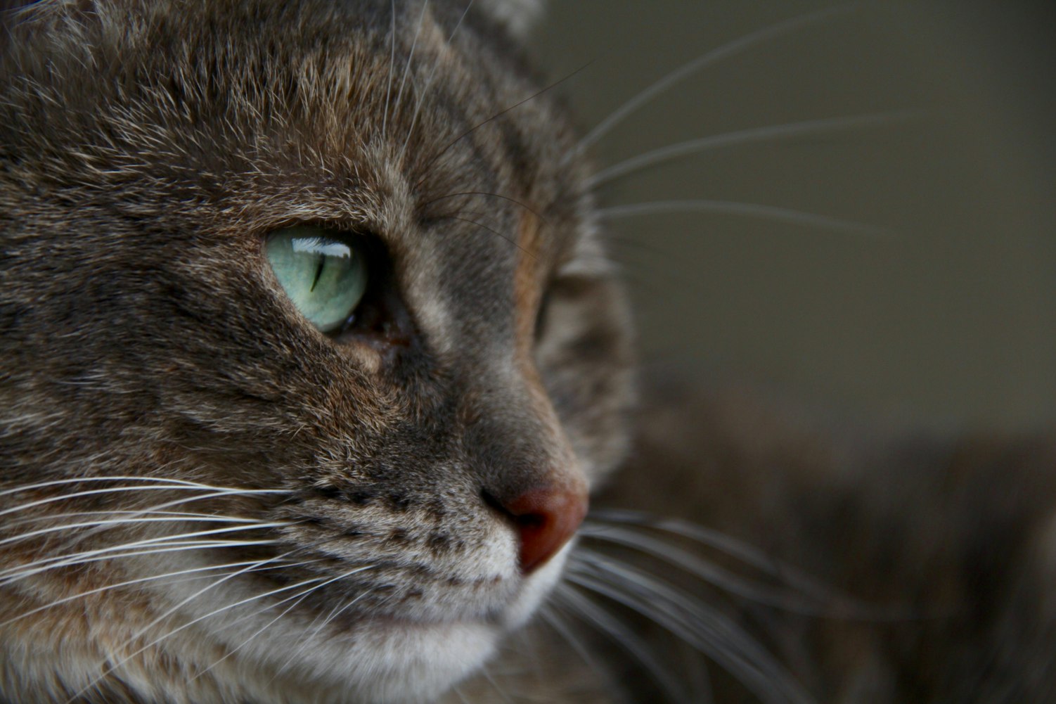 趣味猫咪新玩法,激发潜能,增进主宠互动的乐趣!