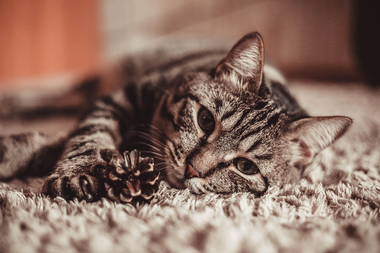 趣味猫咪新玩法,激发潜能,增进主宠互动的乐趣!